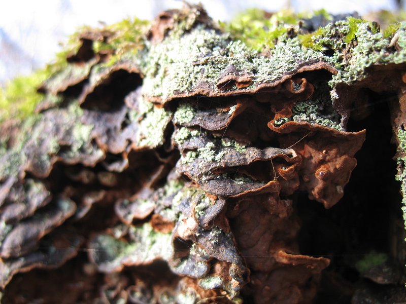 Lichens forestiers 3.3.2013 040